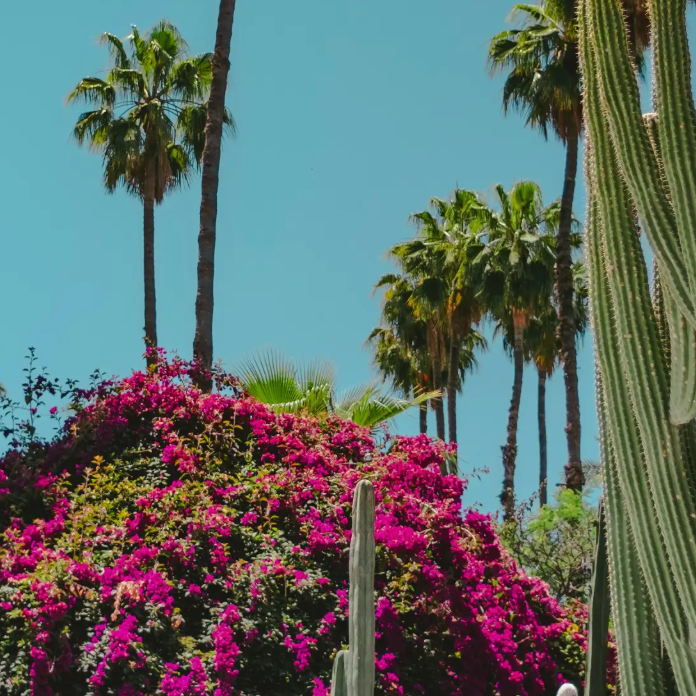 jardin ocre